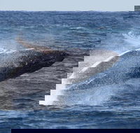 Whale Watching by Sea World Cruises - Lennox Head Accommodation