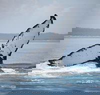 Hervey Bay Whale Watching Cruise - Lennox Head Accommodation