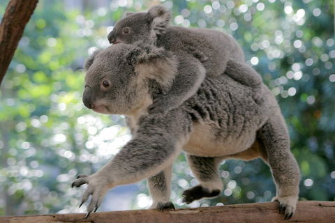 Lone Pine Koala Sanctuary Admission With Brisbane River Cruise - Lennox Head Accommodation 0
