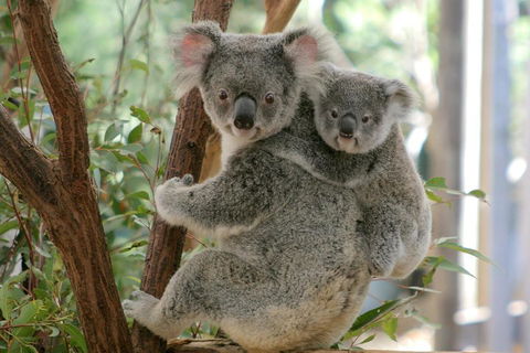 Lone Pine Koala Sanctuary Admission With Brisbane River Cruise - Lennox Head Accommodation 3