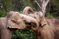 Melbourne Zoo General Entry Ticket
