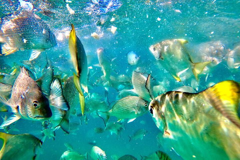 Moreton Island Day Trip (Kayak, Snorkel & Sandboard) Frm Brisbane Or Gold Coast - Lennox Head Accommodation 1