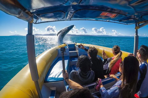 Ocean Rafting Tour To Whitehaven Beach, Hill Inlet Lookout & Top Snorkel Spots - Lennox Head Accommodation 4