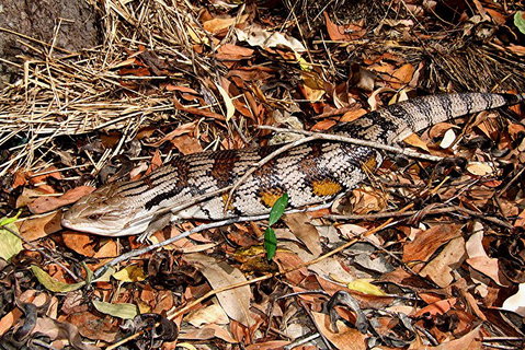 Hartley's Crocodile Adventures General Entry Ticket - Lennox Head Accommodation 5