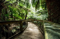 12 Apostles Eco-Friendly Great Ocean Road Iconic Adventure from Melbourne
