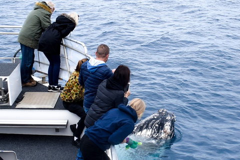 Phillip Island Whale Watching Tour - Lennox Head Accommodation 1