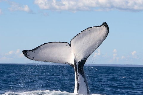 Phillip Island Whale Watching Tour - Lennox Head Accommodation 3