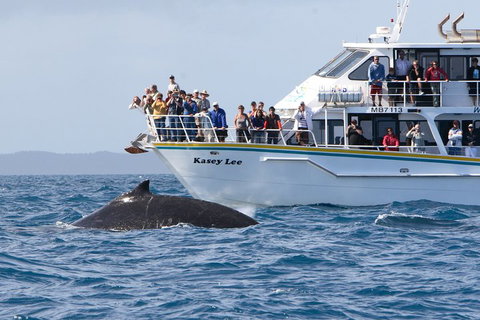 Phillip Island Whale Watching Tour - Lennox Head Accommodation 4