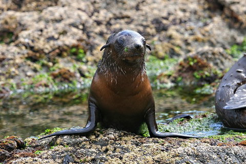 Phillip Island Seal-Watching Cruise - Lennox Head Accommodation 0
