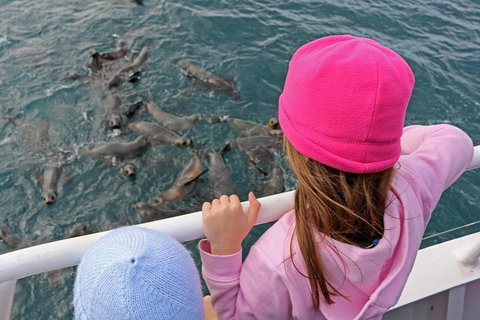 Phillip Island Seal-Watching Cruise - Lennox Head Accommodation 2