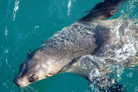 Phillip Island Seal-Watching Cruise - Lennox Head Accommodation 3