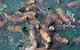Phillip Island Seal-Watching Cruise - thumb 4
