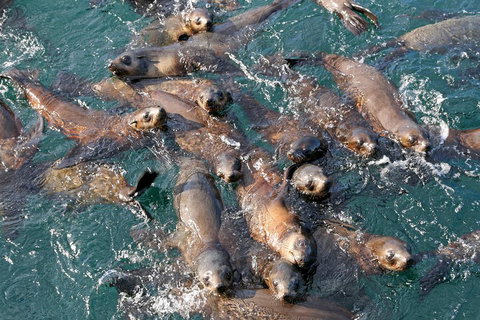 Phillip Island Seal-Watching Cruise - Lennox Head Accommodation 4