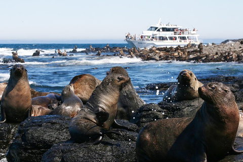 Phillip Island Seal-Watching Cruise - Lennox Head Accommodation 5