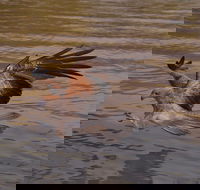 Litchfield and Jumping Crocodiles Full Day Trip from Darwin - Lennox Head Accommodation