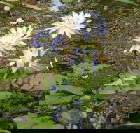Yellow Water Cruise - Kakadu - Lennox Head Accommodation