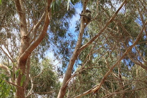 Kangaroo Island 4WD Tour - Best Of KI In 2 Days - Lennox Head Accommodation 0