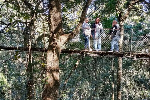 Lamington National Park, O'Reilly's & Vineyard Tour - Lennox Head Accommodation 2