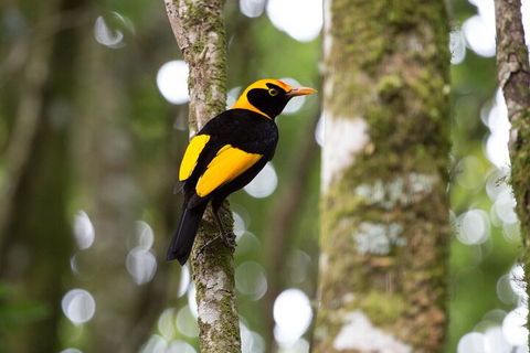 Lamington National Park, O'Reilly's & Vineyard Tour - Lennox Head Accommodation 4