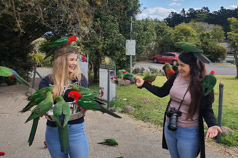 Lamington National Park, O'Reilly's & Vineyard Tour - Lennox Head Accommodation 5