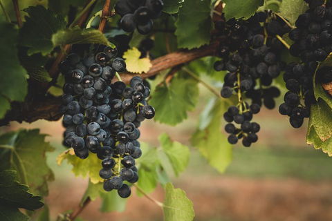 Hideaway Private Tours Hunter Valley- Indulgence Wine Tour (Full Day) - Lennox Head Accommodation 3