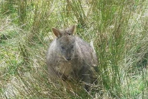 Leven Canyon Day Trip Including Wings Wildlife Park Or Gunns Plains Caves - Lennox Head Accommodation 3