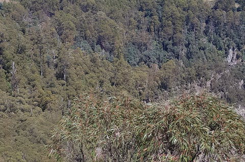 Leven Canyon Day Trip Including Wings Wildlife Park Or Gunns Plains Caves - Lennox Head Accommodation 4