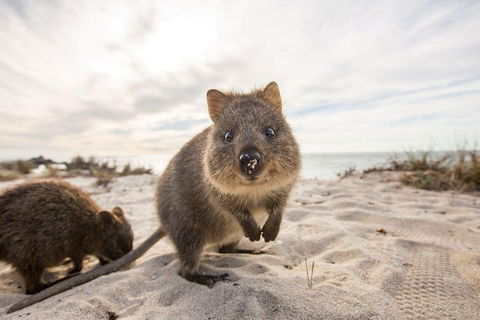 Rottnest Bayseeker Bus Tour From Hillarys Boat Harbour - Lennox Head Accommodation 1
