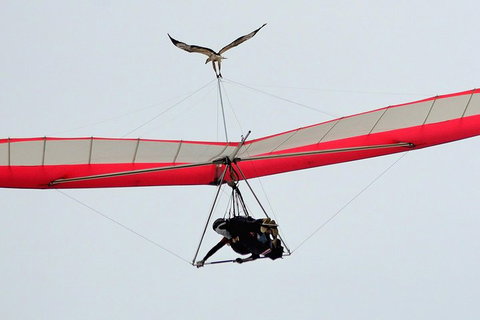 Hang Gliding With HangglideOz - Lennox Head Accommodation 0