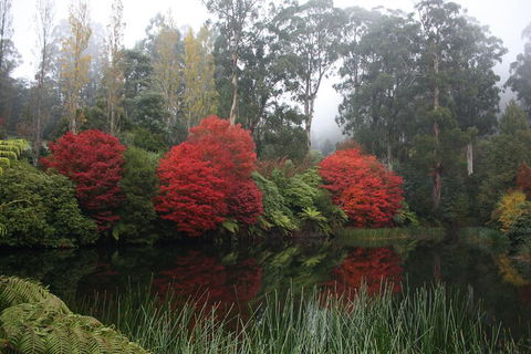 LGBT+ Friendly Full Day Yarra Valley & Dandenong Ranges Private Tour - Lennox Head Accommodation 2