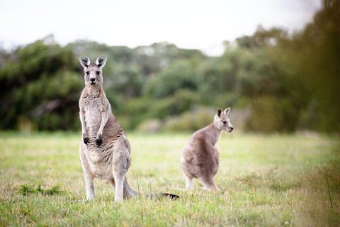 LGBT+ Friendly 3 Day Tour The Grampians, Daylesford & Ballarat - Lennox Head Accommodation 2