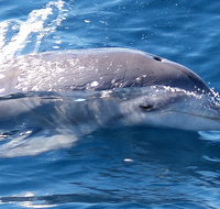 Jervis Bay Dolphin Watch Cruise