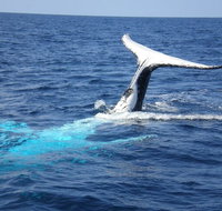 Whale Watching Jervis Bay
