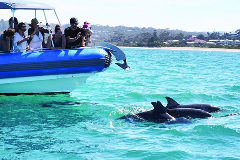 Southern Ocean Adventure From Victor Harbor - Lennox Head Accommodation 2