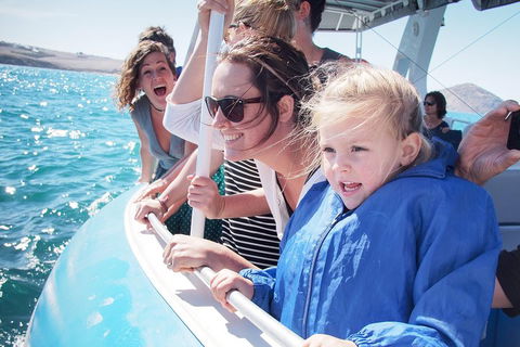 Southern Ocean Adventure From Victor Harbor - Lennox Head Accommodation 4