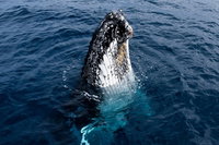 Phillip Island Whale Watching Tour