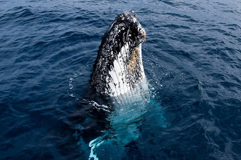 Phillip Island Whale Watching Tour - Lennox Head Accommodation 0