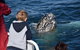 Phillip Island Whale Watching Tour - thumb 2