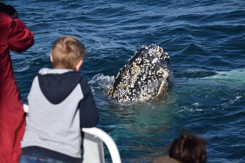 Phillip Island Whale Watching Tour - Lennox Head Accommodation 2