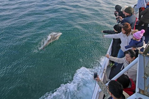 Phillip Island Whale Watching Tour - Lennox Head Accommodation 5